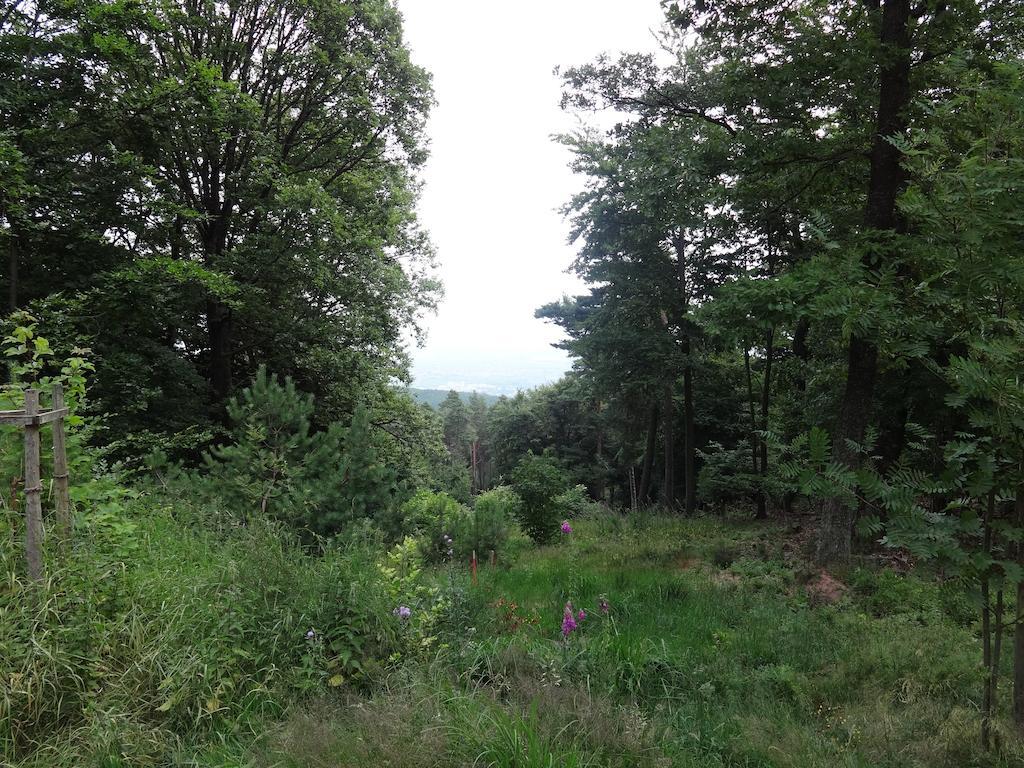 Landgasthof Jaegerstuebchen Neustadt an der Weinstraße Esterno foto